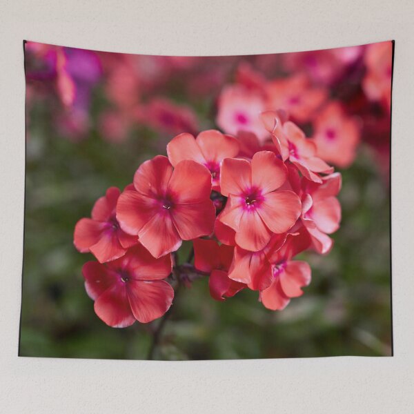 Item preview, Red as a Phlox designed and sold by Jouko Lehto Photography.