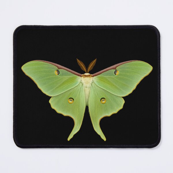 Item preview, Luna moth. designed and sold by moths-minor.