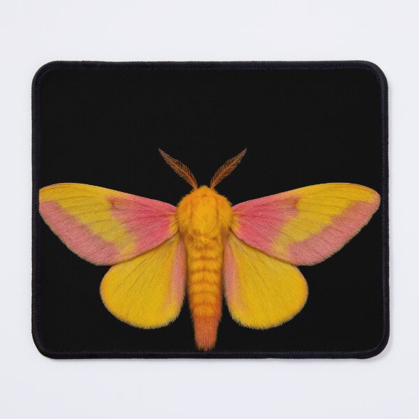Item preview, Rosy maple moth. designed and sold by moths-minor.