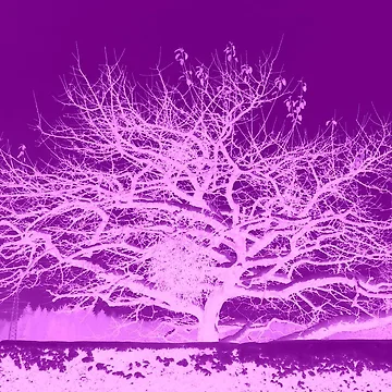 Artwork thumbnail, Purple Tree Inversion by angel1