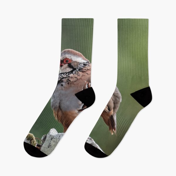 Item preview, Male red-legged partridge designed and sold by Tom McPherson Photography.