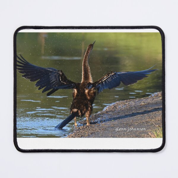 Item preview, Anhinga drying its wings  designed and sold by Glennphotos.