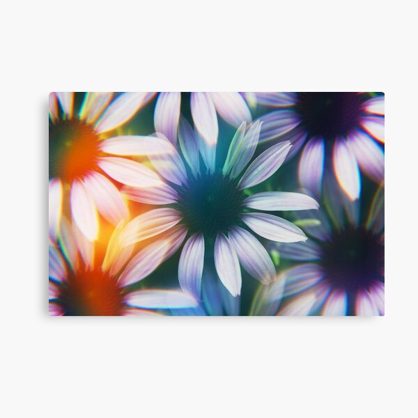 Echinacea photographed through prism filter Canvas Print