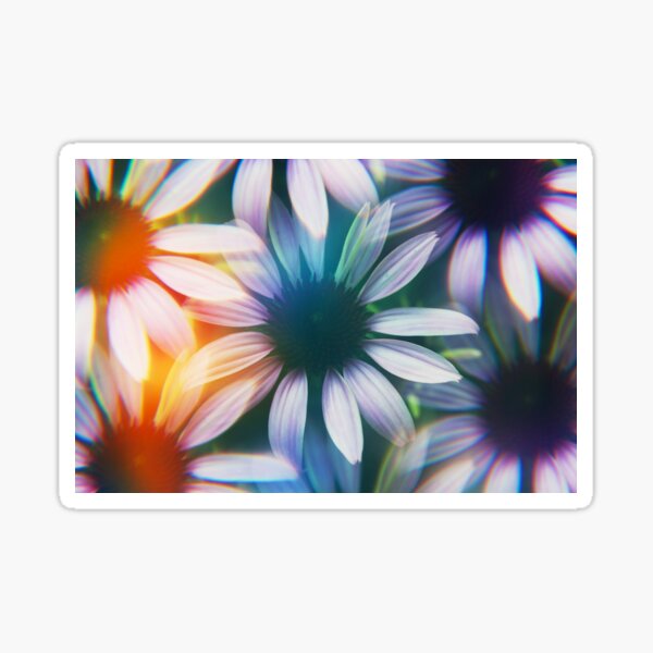 Echinacea photographed through prism filter Sticker