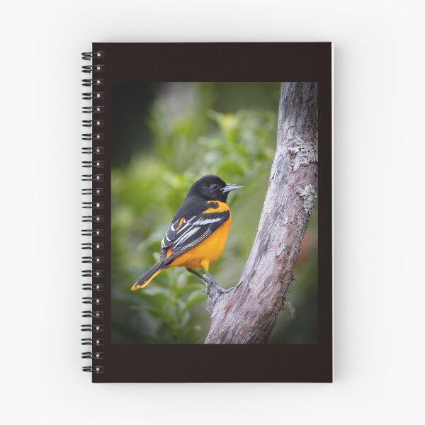 Item preview, Baltimore Oriole designed and sold by Shannon Emmel .