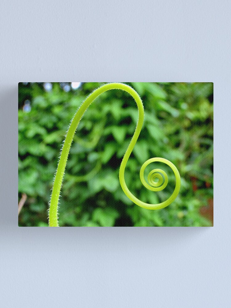 Thumbnail 1 of 3, Canvas Print, Pumpkin designed and sold by JohnSpies.
