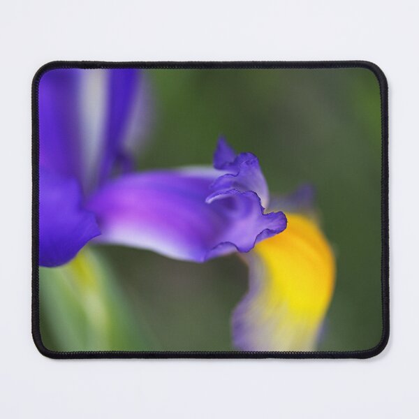 Item preview, Delicate Iris Blooming designed and sold by Joy Watson - Natural Light Photography .