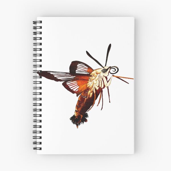 Item preview, Hummingbird Hawk Moth (Transparent) designed and sold by Metamorphmigus.