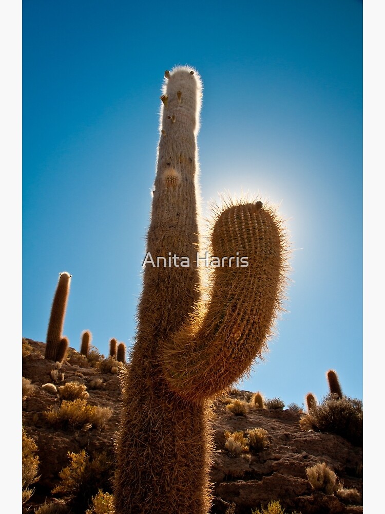 Cactus by plasticflower
