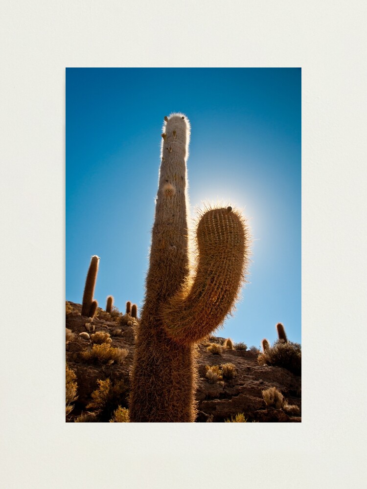 Alternate view of Cactus Photographic Print