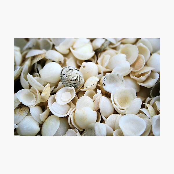 Item preview, Shell Beach Shells designed and sold by Martin Levett.