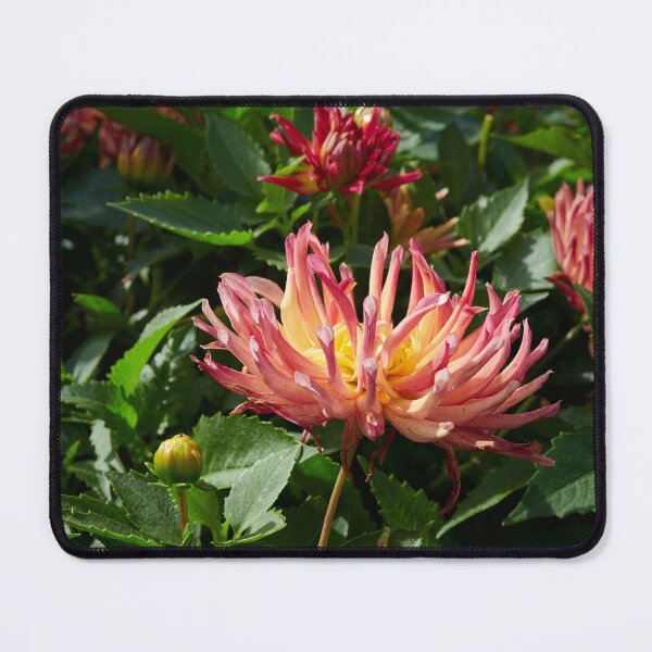 Item preview, Dahlia Labella Maggiore Fun Fire number 1 designed and sold by Jouko Lehto Photography.