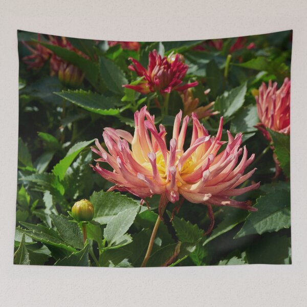 Item preview, Dahlia Labella Maggiore Fun Fire number 1 designed and sold by Jouko Lehto Photography.