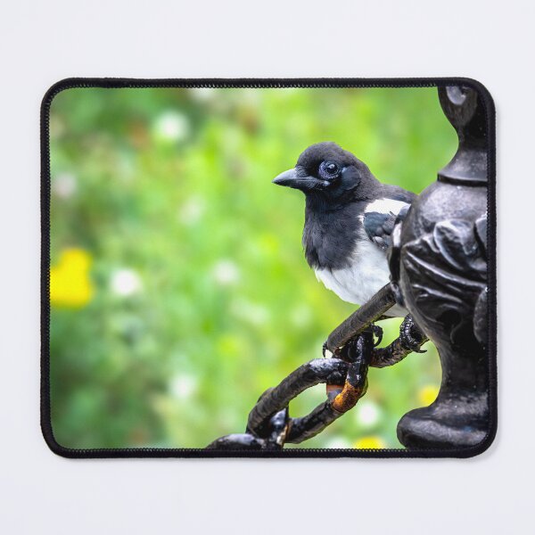 Item preview, Eurasian Magpie On a Chain designed and sold by JacobCPhotos.