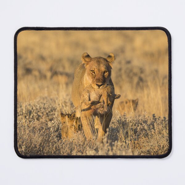 Item preview, Lioness Carrying Her Cub – Strength and Tenderness -Animal Of Africa designed and sold by DavideAntoniani.