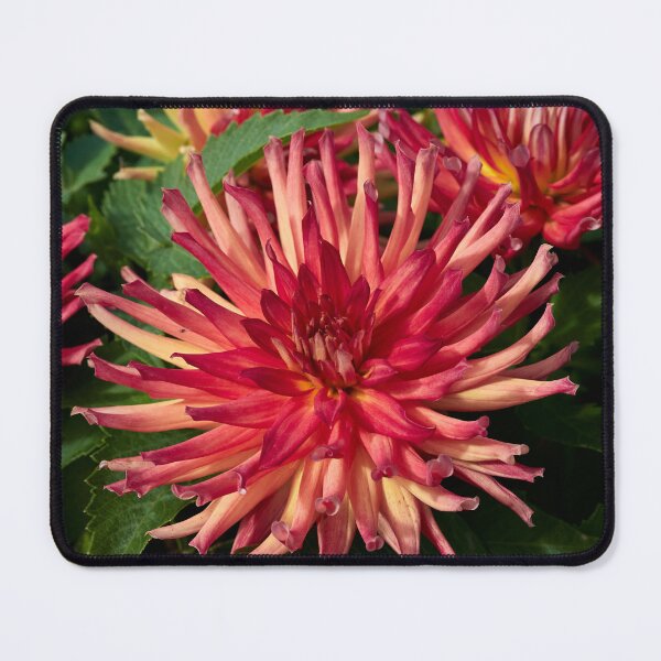 Item preview, Dahlia Labella Maggiore Fun Fire number 2 designed and sold by Jouko Lehto Photography.