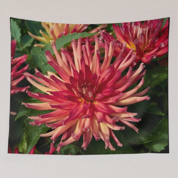 Item preview, Dahlia Labella Maggiore Fun Fire number 2 designed and sold by Jouko Lehto Photography.