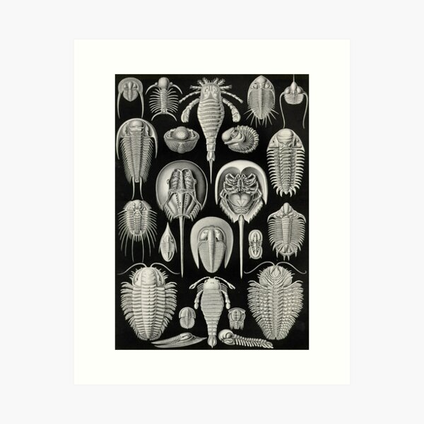 Item preview, Aspidonia (Anthropods) - Ernst Haeckel designed and sold by science4all.