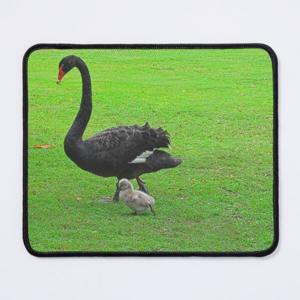 Item preview, Black Swan with Cygnets  designed and sold by LisaWootenPhoto.