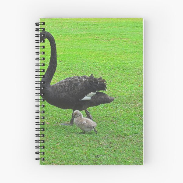 Item preview, Black Swan with Cygnets  designed and sold by LisaWootenPhoto.