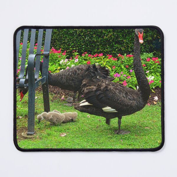 Item preview, Swans At Swan Lake Iris Gardens SC designed and sold by LisaWootenPhoto.