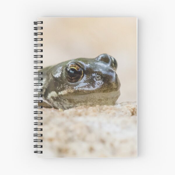 Item preview, Common Frog designed and sold by LaurenTucker.