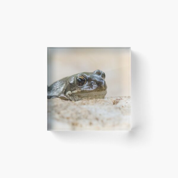 Item preview, Common Frog designed and sold by LaurenTucker.