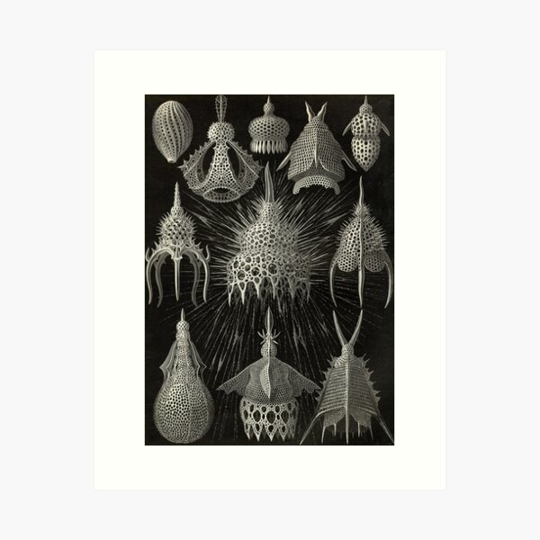 Item preview, Cyrtoidea (Radiolaria - Radiozoa: protozoa) - Ernst Haeckel designed and sold by science4all.