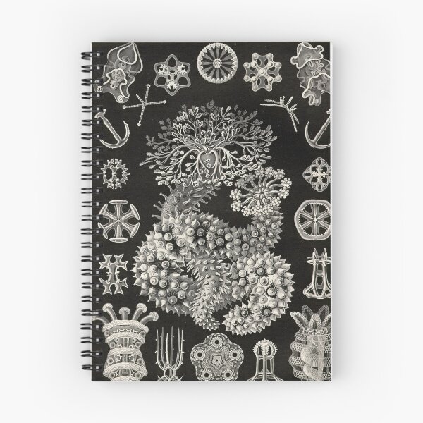 Item preview, Thuroidea (Echinoderms - Holothuroidea: Sea Cucumber) - Haeckel designed and sold by science4all.