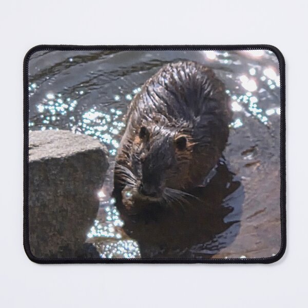 Item preview, Beaver bathtime designed and sold by Halda-photos.