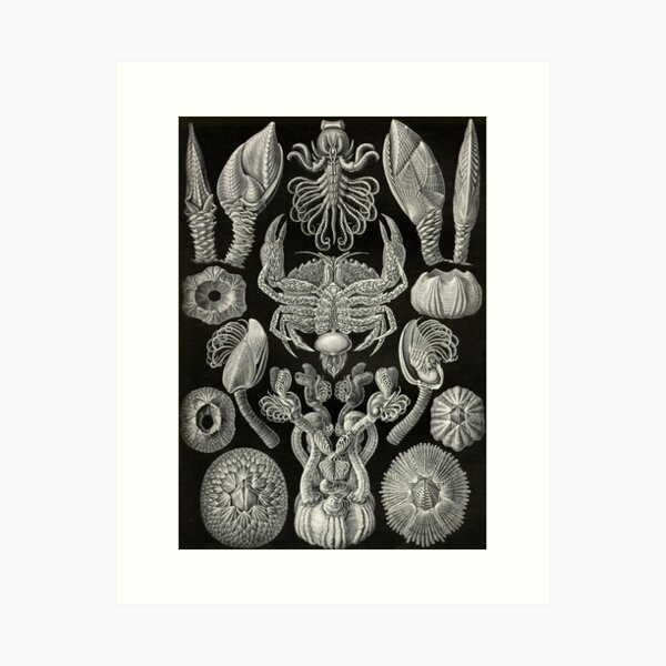 Item preview, Cirripedia (Anthropod - Branacle) - Ernst Haeckel designed and sold by science4all.