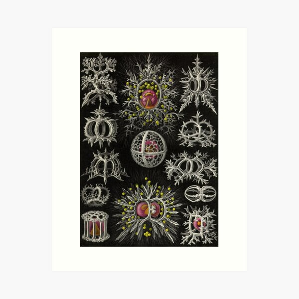 Item preview, Stephoidea (Radiolaria) - Ernst Haeckel designed and sold by science4all.