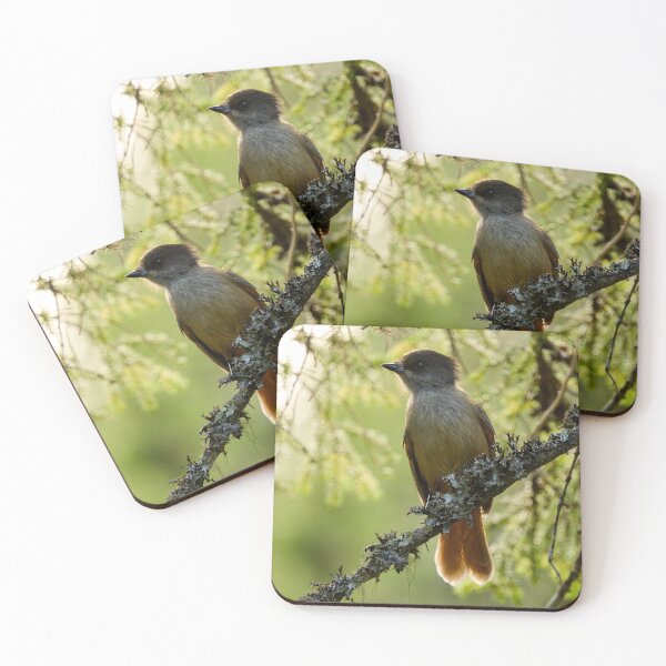 Item preview, Backlight. Siberian jay designed and sold by Jouko Lehto Photography.