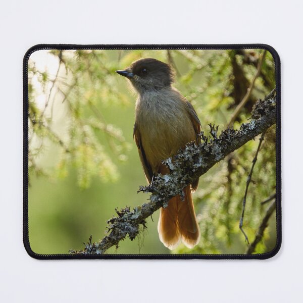 Item preview, Backlight. Siberian jay designed and sold by Jouko Lehto Photography.