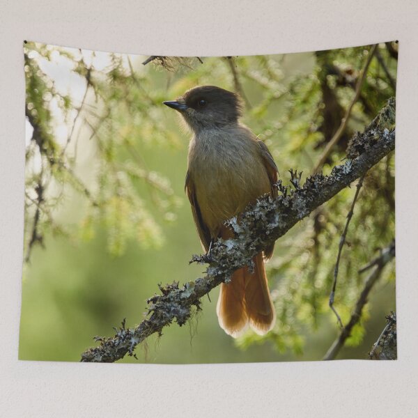 Item preview, Backlight. Siberian jay designed and sold by Jouko Lehto Photography.