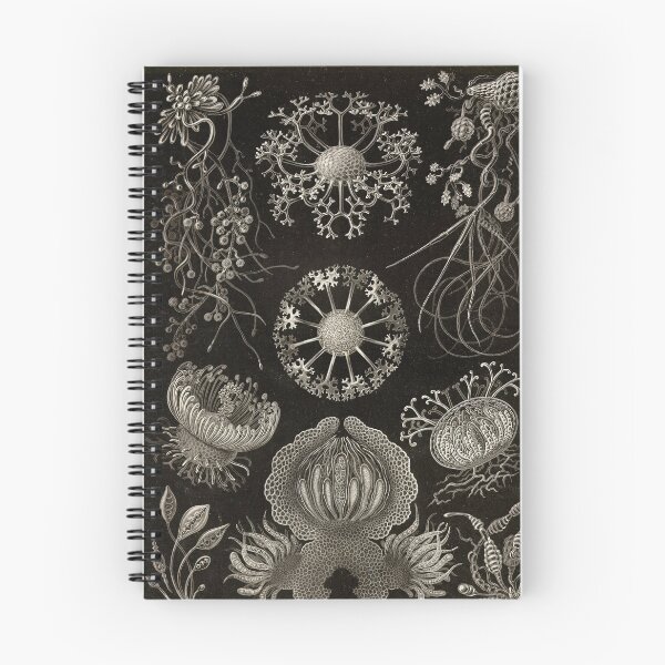Item preview, Ascomycetes (Ascomycota - Sac Fungi) - Ernst Haeckel designed and sold by science4all.