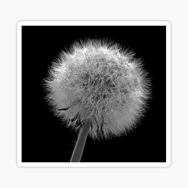 Item preview, Dandelion designed and sold by JMChown.