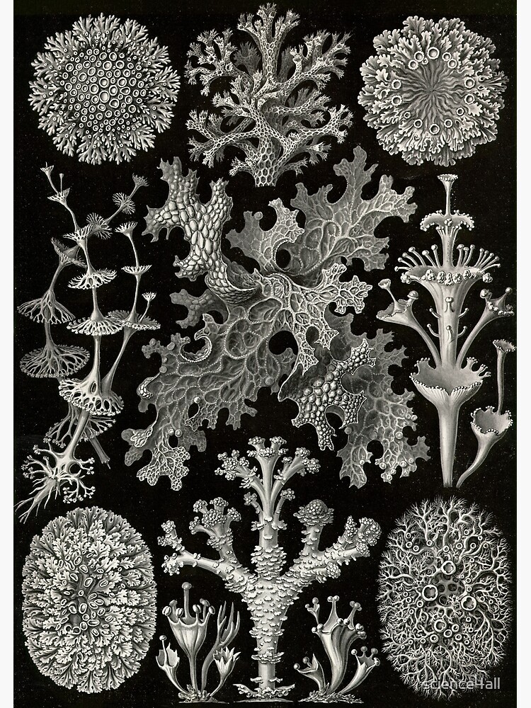 Disover Lichenes (Thallophytes - Lichens) - Ernst Haeckel Premium Matte Vertical Poster
