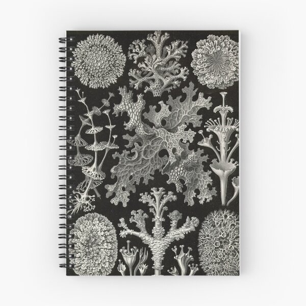 Item preview, Lichenes (Thallophytes - Lichens) - Ernst Haeckel designed and sold by science4all.