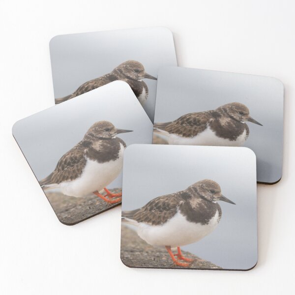 Item preview, Turnstone on a wall designed and sold by Angus1029.