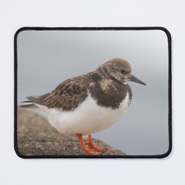 Item preview, Turnstone on a wall designed and sold by Angus1029.