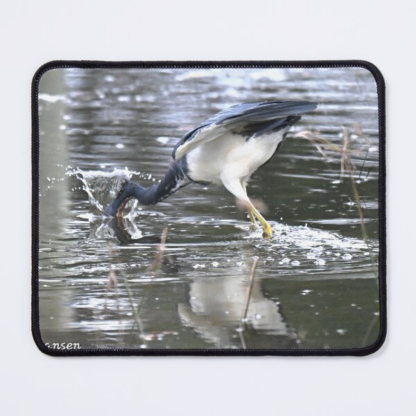 Item preview, Tri-colored Heron lunges for a fish  designed and sold by Glennphotos.