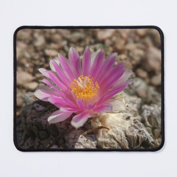 Item preview, Delicate Desert Blossom designed and sold by ThoseFlowerPics.