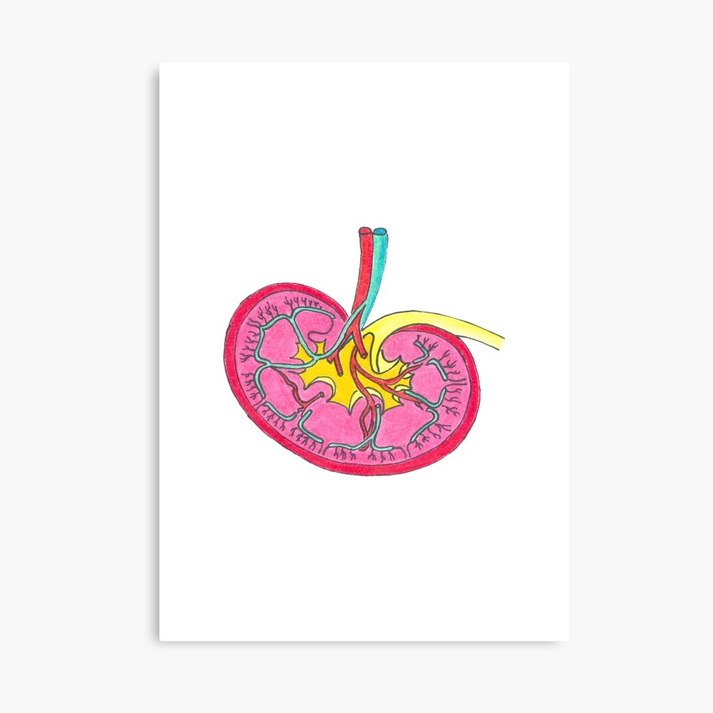 Blood circulation in human heart [colour figure can be viewed at... |  Download Scientific Diagram