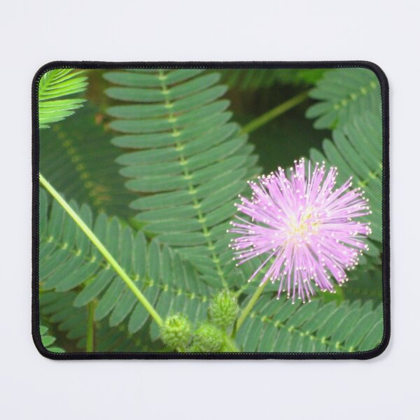 Item preview, Sensitive Plant Mimosa Pudica Blooming with Pink Starburst designed and sold by JoyousArt4u.