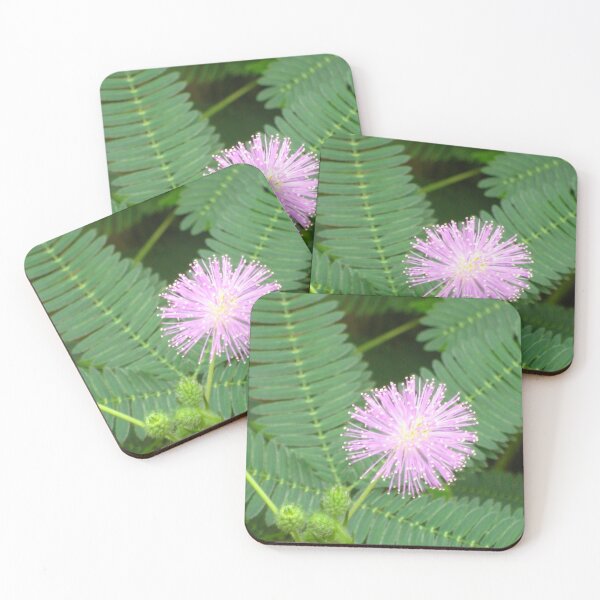 Item preview, Sensitive Plant Mimosa Pudica Blooming with Pink Starburst designed and sold by JoyousArt4u.