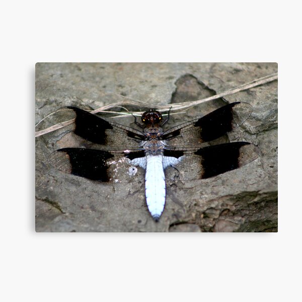 REDREAMING DRAGONFLY IN WHITE Canvas Print