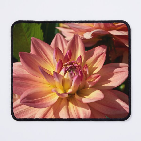 Item preview, Colors of a dahlia designed and sold by Jouko Lehto Photography.