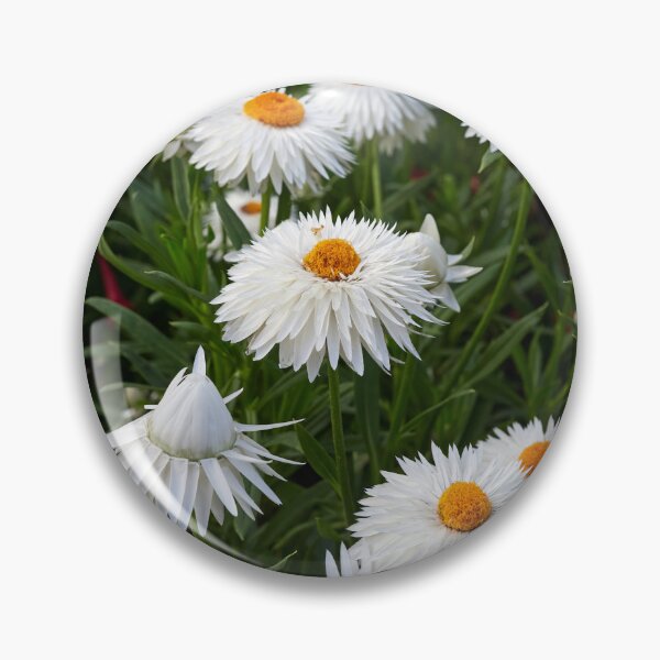 Item preview, White Everlasting Daisy designed and sold by Jouko Lehto Photography.