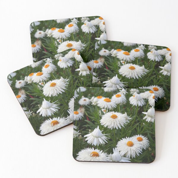 Item preview, White Everlasting Daisy designed and sold by Jouko Lehto Photography.